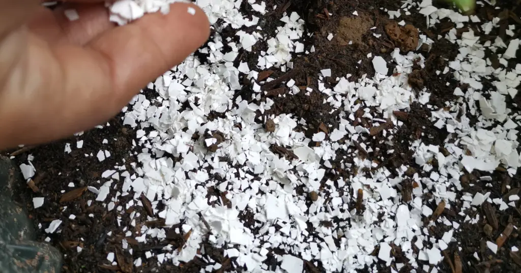 Sprinkle finely crushed eggshells and mix with soil