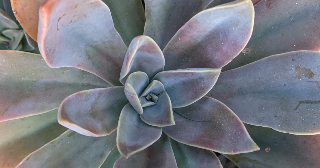 Stress colors graptoveria fred ives fred ives