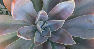 Stress colors graptoveria fred ives