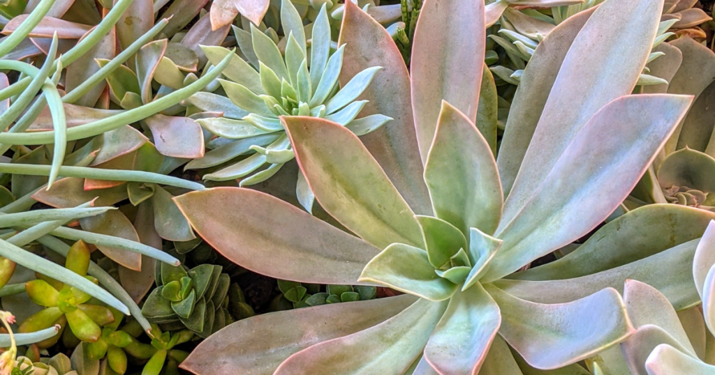 Succulent care tips graptoveria fred ives fred ives