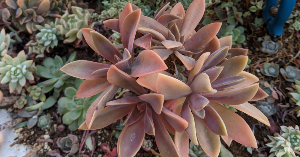 Succulent care tips propagation graptoveria fred ives fred ives
