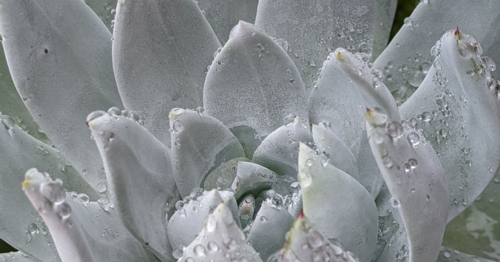Succulents heavy rain rain