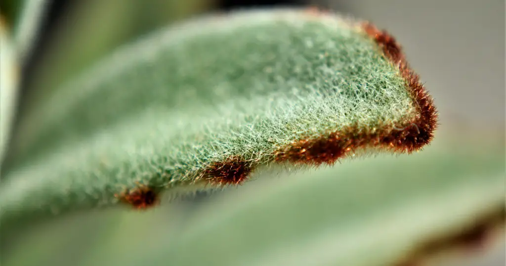 Texture of kalanchoe tomentosa panda plant