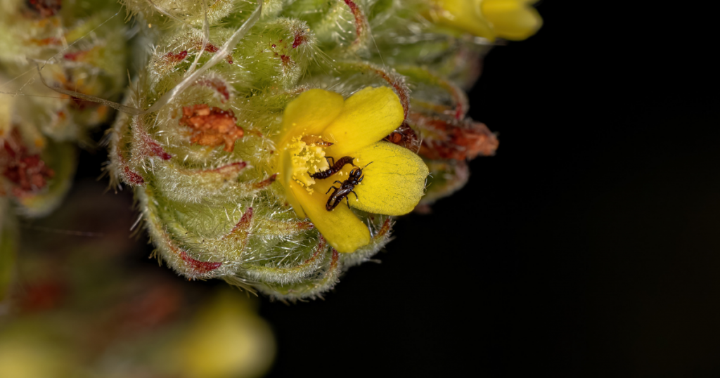 Thrips succulent pest, disease, mealybug, rot, fungus