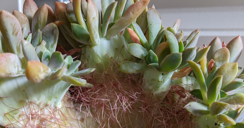 Crested fred ives succulent plant grown in mostly shade