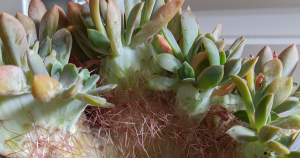What is a crested succulent