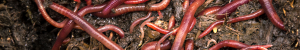 Worm castings are a rich organic soil amendment