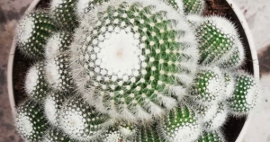 Cactus offsets propagation