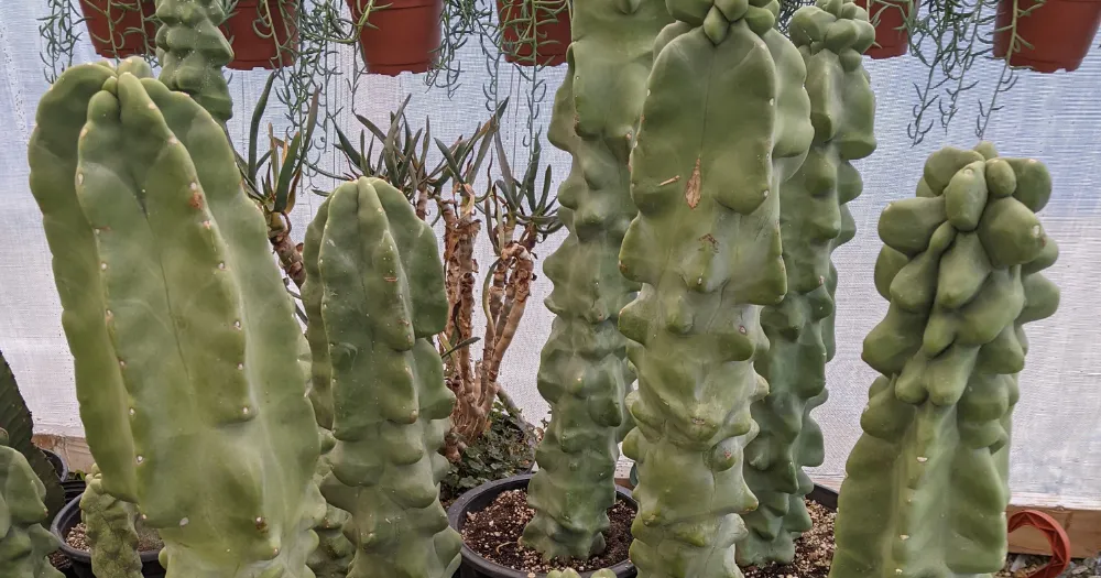 Cactus propagation soil propagating cacti