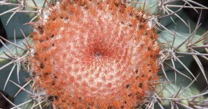 Cactus propagation step by step guide