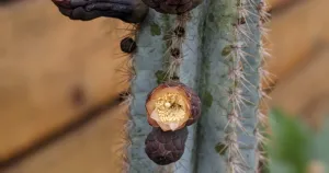 Cactus propagation temperature needs