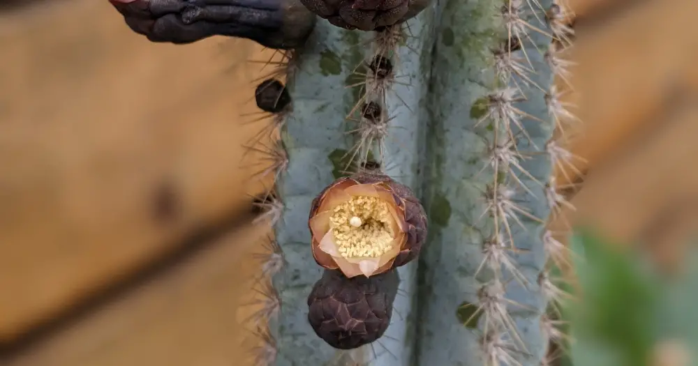 Cactus propagation temperature needs propagating cacti