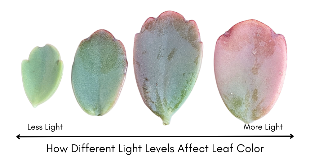 Different colors of leaves corresponding to different light levels