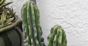 How to care for a cactus with a leaning stem