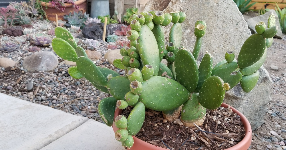 How to fix a leaning cactus without damaging the roots lean