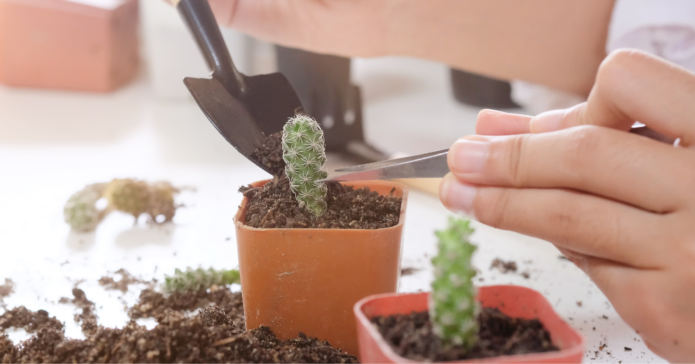 How to propagate cactus from cuttings propagating cacti