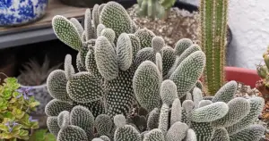 How to repot a leaning cactus