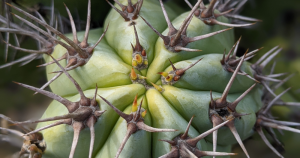 Mistakes to avoid when propagating cacti