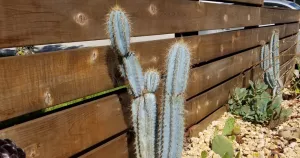 What causes a cactus to lean and how to prevent it