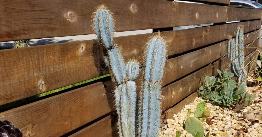 What causes a cactus to lean and how to prevent it lean