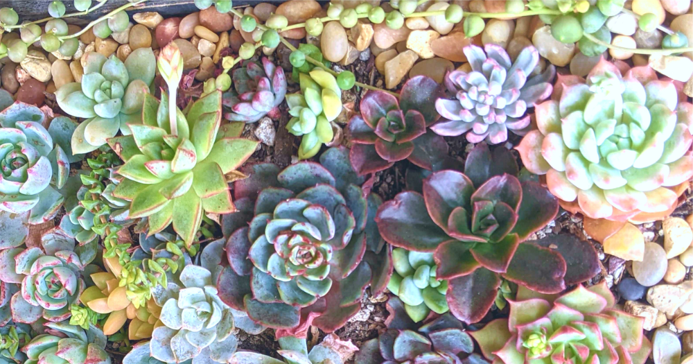Advantages of planting succulents in the ground planting succulents