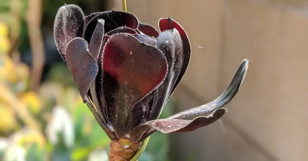 Aeonium black rose dormant dormancy
