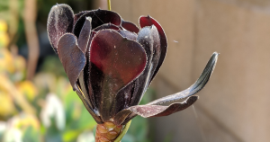 Aeonium black rose dormant