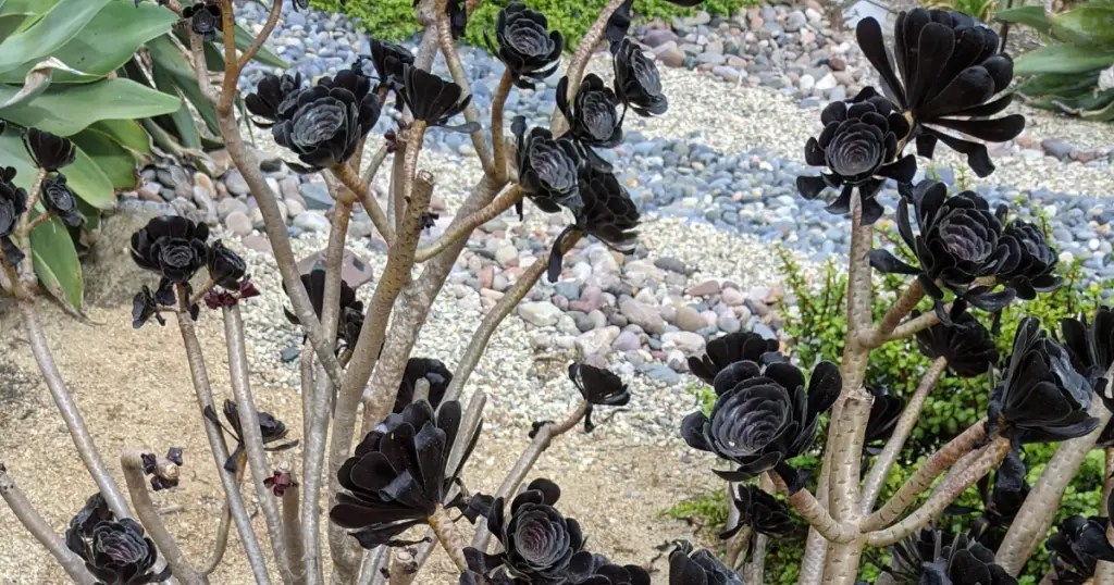 Aeonium zwartkop dormant dormancy