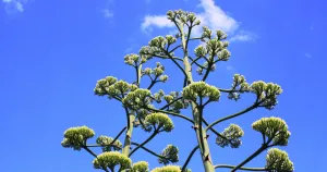 Agave americana variegata flower
