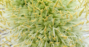 Agave americana variegata flower up close
