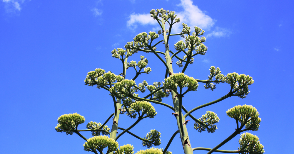 Agave americana variegata flower agave americana variegata