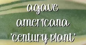 Agave americana variegated feature sedum adolphi
