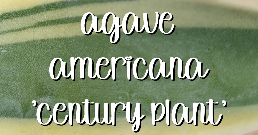 Agave americana variegated feature monocarpic succulents