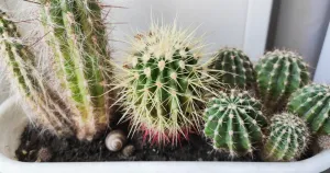 Cactus bad feng shui