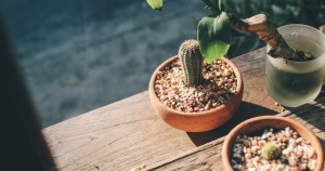Cactus feng shui meaning