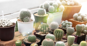 Cactus for feng shui