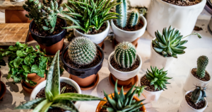 Cactus indoor plants feng shui