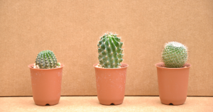Cactus meaning in feng shui