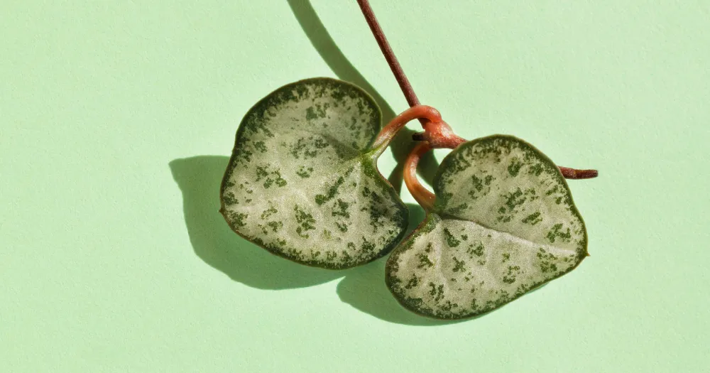 Ceropegia woodii string of hearts propagation 1 string of hearts, ceropegia woodii, trailing succulents, variegated string of hearts