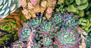 Colorful succulent arrangement