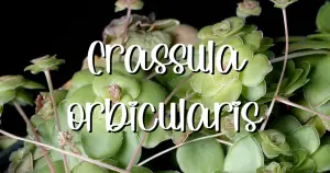 Crassula orbicularis feature