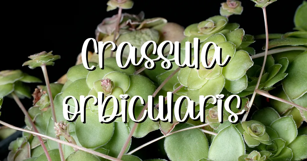 Crassula orbicularis feature crassula