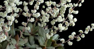 Crassula orbicularis flower