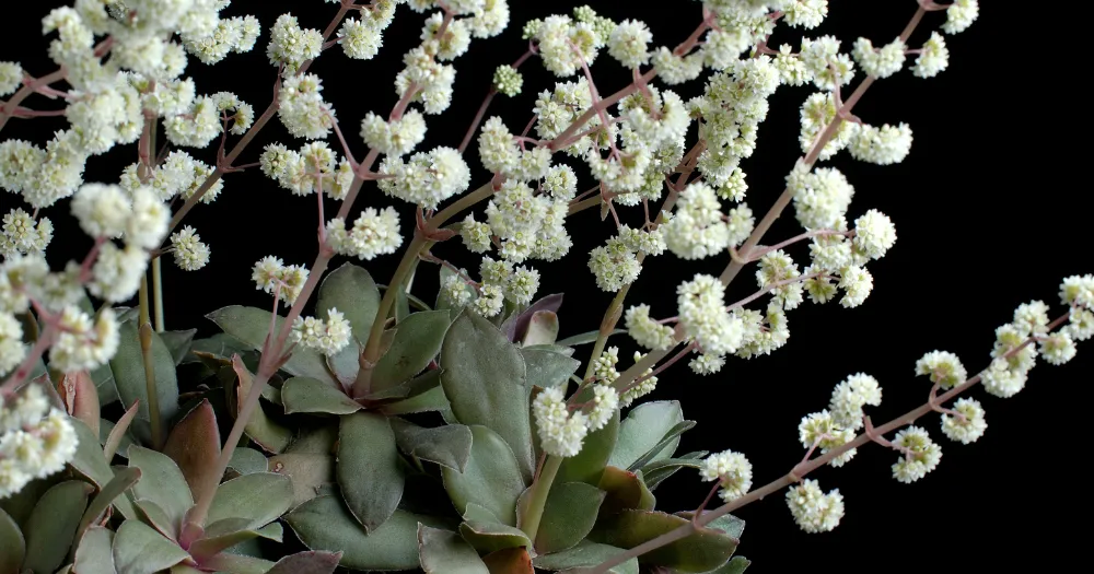Crassula orbicularis flower orbicularis