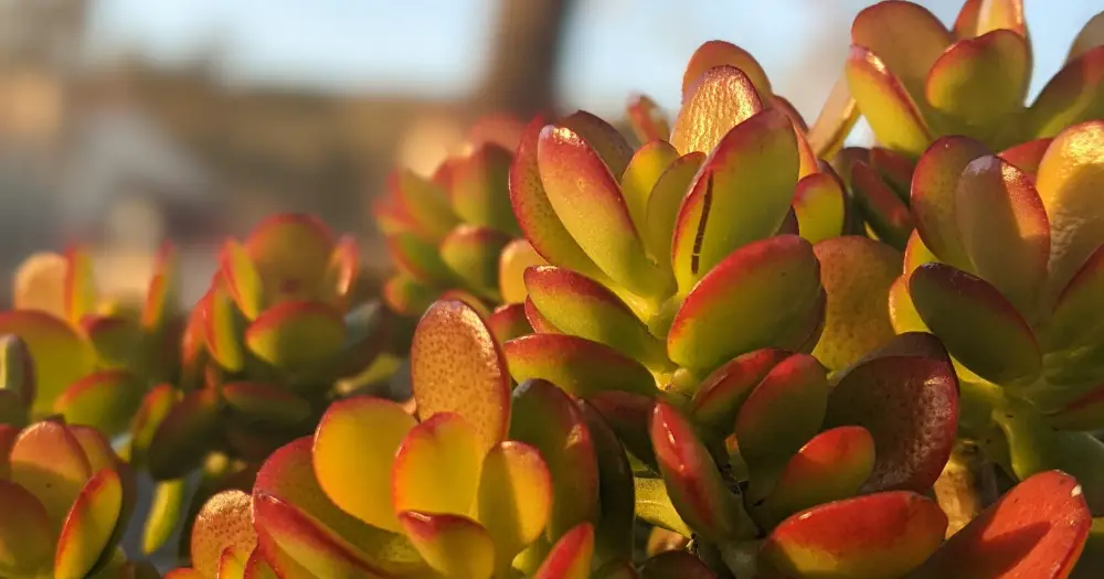 Crassula ovata jade plant at sunset hydrogen peroxide