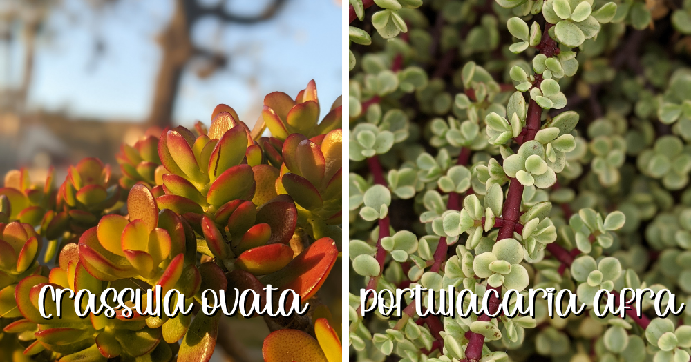Crassula ovata vs portulacaria afra leaf shape ovata