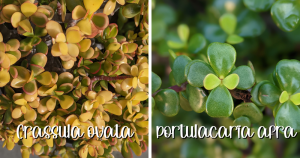 Crassula ovata vs portulacaria afra leaf size