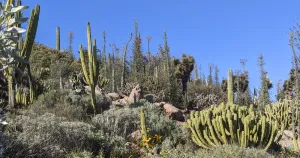 Crassulacean acid metabolism plants in deserts