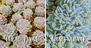 Cubic frost vs echeveria topsy turvy