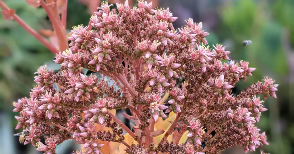 Death bloom aeonium succulent flower zones,specific temperatures,plant hardiness